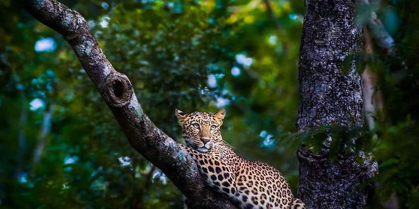 Anuradhapura: Full-Day Wilpattu All Inclusive Private Safari - Lunch inside the park: a break that doesn’t kill the day