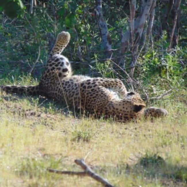 Anuradhapura: Full-Day Wilpattu All Inclusive Private Safari - Afternoon targets: sloth bears, deer, wild boar, crocodiles