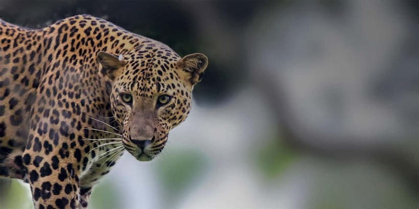 Arugam Bay: Yala Safari & DropOff in Ella - Safari + Transit - Quick hits before you go (Arugam Bay to Yala to Ella)