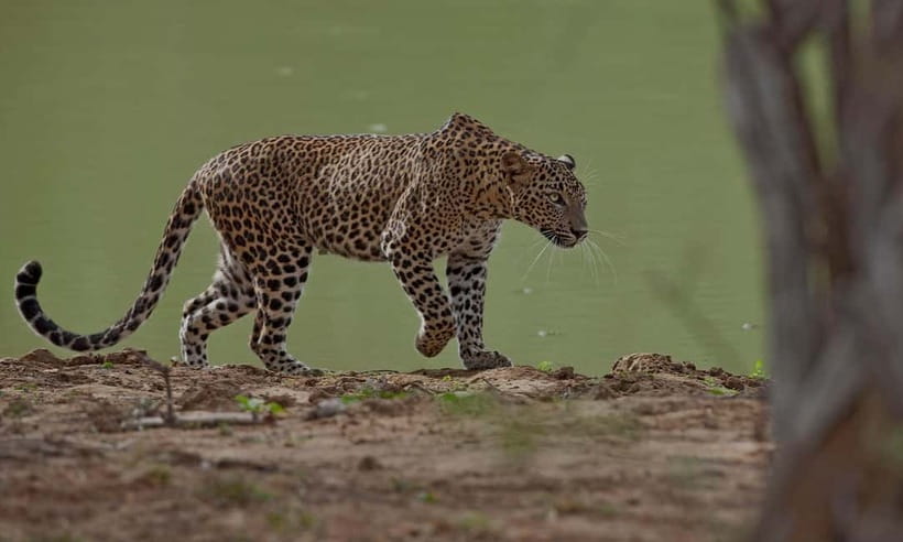 Arugam Bay: Yala Safari & DropOff in Ella - Safari + Transit - Who this safari-dropoff is best for, and who should skip it
