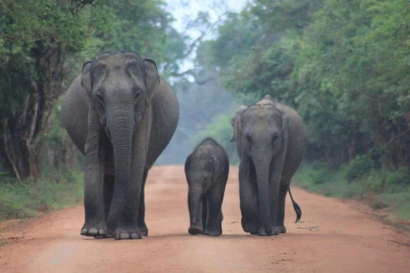 Arugam Bay: Yala Safari & DropOff in Ella - Safari + Transit - Patanangala break time, a pause that keeps the day working
