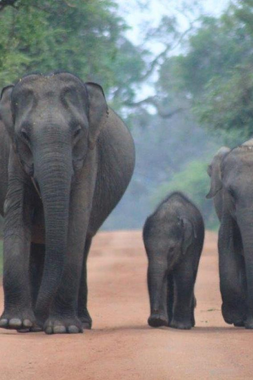 Arugam Bay: Yala Safari & DropOff in Ella - Safari + Transit - How the safari timing shapes your photos and your patience