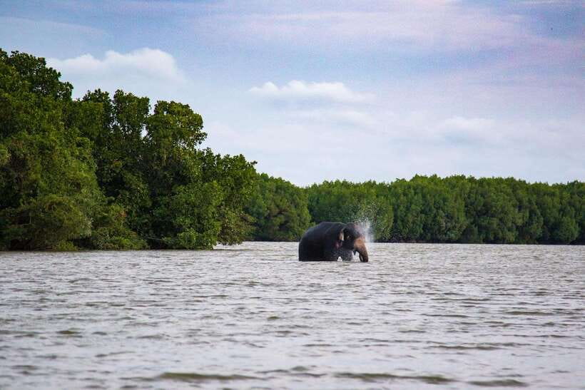 Arugambay :Pottuvil Lagoon Mangrove Eco Boat Safari Tours - Two hours of paddling: how the lagoon safari feels in real time
