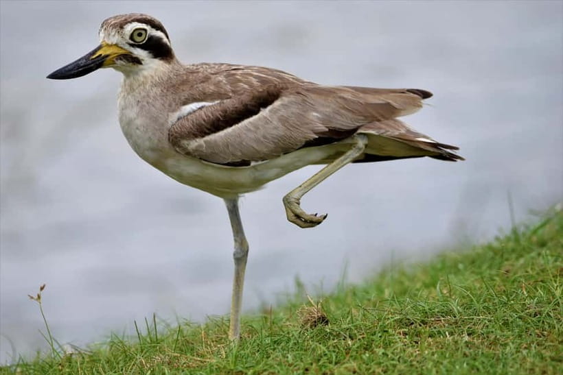 Arugambay :Pottuvil Lagoon Mangrove Eco Boat Safari Tours - Price and value: what $32 includes in practical terms