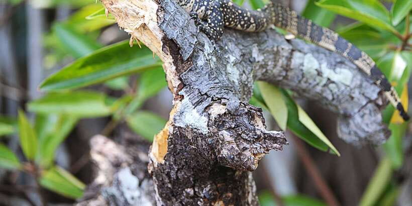 Bentota beach, River Mangroves lagoon, Wildlife Tour - Key Things to Know Before You Go