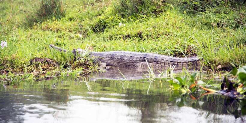 Bentota beach, River Mangroves lagoon, Wildlife Tour - Life Jackets, Small Group Time, and a Realistic Safety Approach