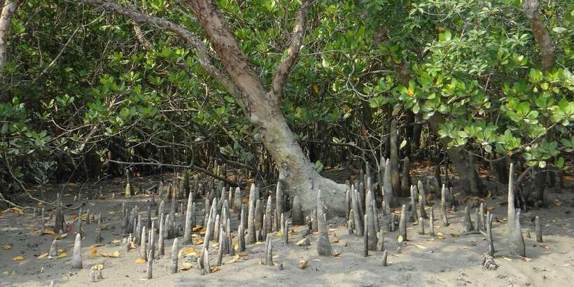 Bentota beach, River Mangroves lagoon, Wildlife Tour - Who This Tour Fits Best (and Who Should Skip It)