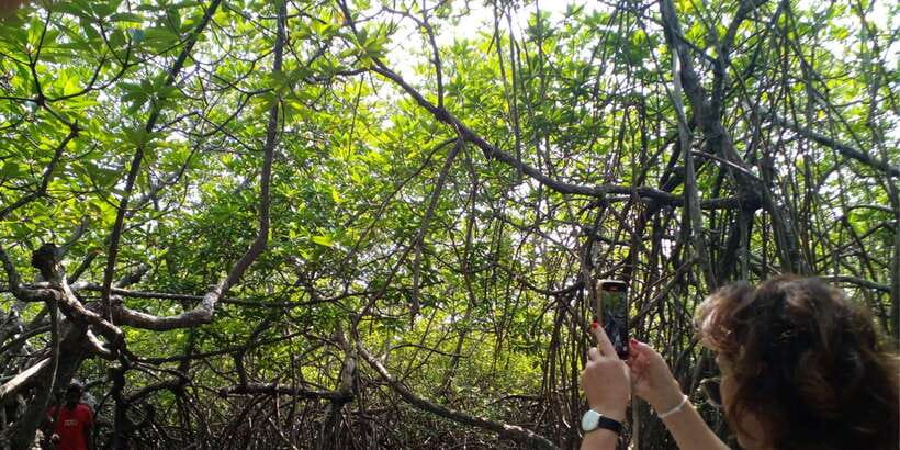 Bentota beach, River Mangroves lagoon, Wildlife Tour - Spotting Crocodiles, Monkeys, Lizards, and Birds (Without Guesswork)