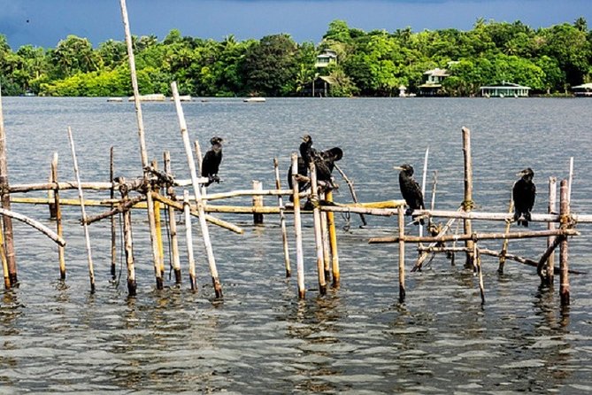 Bentota River Boat Safari with Private Boat Beruwala/Bentota/Kosgoda/Ahungalla - Mangroves and wildlife you can actually see on Bentota River