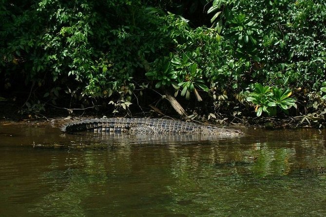 Bentota River Boat Safari with Private Boat Beruwala/Bentota/Kosgoda/Ahungalla - Private boat safari style, from spotters to close-up animals