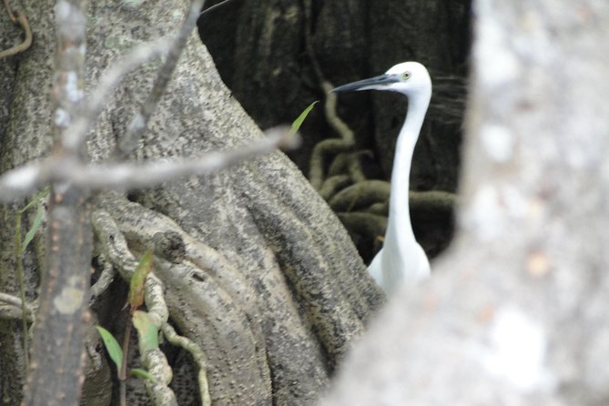 Bentota River Safari - Key Things That Make Bentota River Safari Worth It