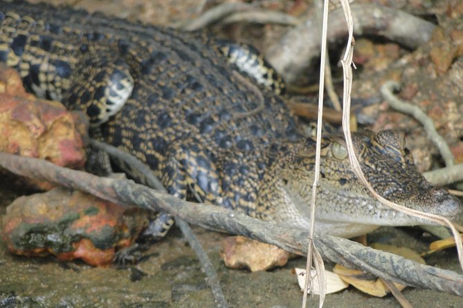 Bentota River Safari - That Optional Push Toward the Open Ocean Mouth
