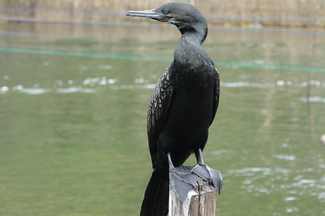 Bentota River Safari - What’s Included, What’s Not, and the Real Cost Picture