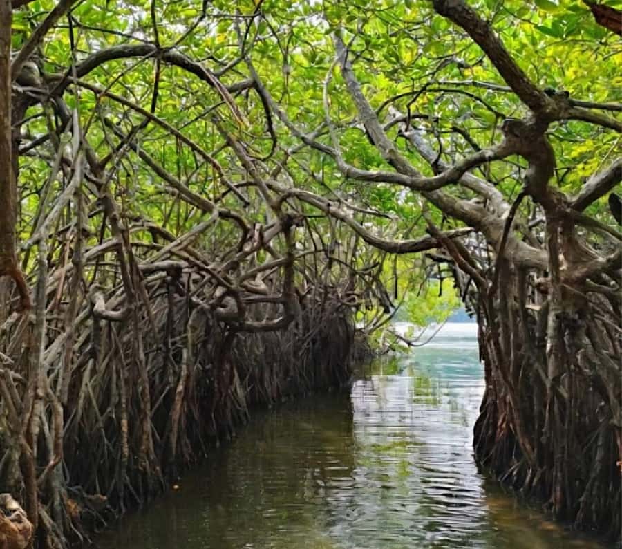 Bentota River Safari -Ahungalla/Bentota/Aluthgama/Kosgoda - Why the Bentota River Safari fits so well into a beach break