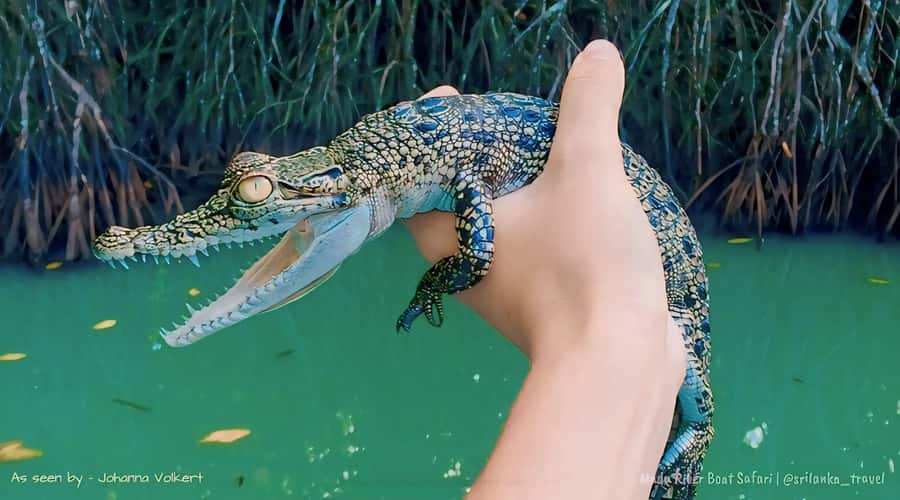 Bentota River Safari -Ahungalla/Bentota/Aluthgama/Kosgoda - Pickup, private car, and the real value of starting stress-free