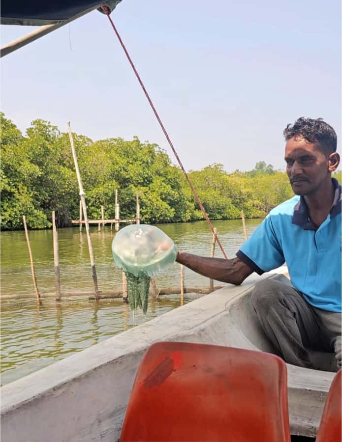 Bentota River Safari -Ahungalla/Bentota/Aluthgama/Kosgoda - The guided explanation: what languages you can expect