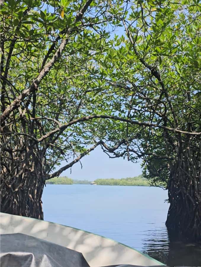 Bentota River Safari -Ahungalla/Bentota/Aluthgama/Kosgoda - Price and value: what $80 actually covers in this all-in package