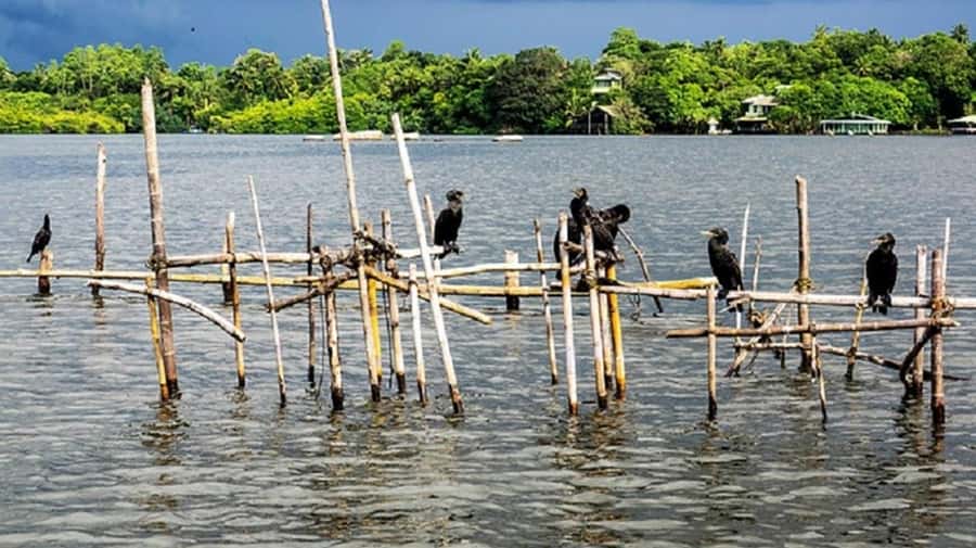 Bentota River Safari -Ahungalla/Bentota/Aluthgama/Kosgoda - Where you fit this on your schedule around Bentota and Ahungalla