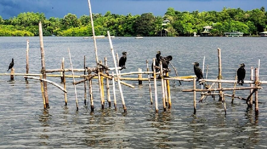 Bentota River Safari -Ahungalla/Bentota/Aluthgama/Kosgoda - Should you book the Bentota River Safari?