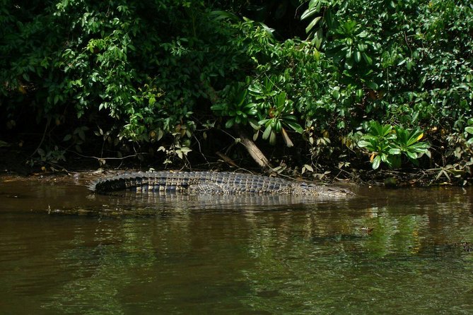 Bentota River Safari By BTM (Mangrove & Wildlife Encounter) - Bentota River Stop: Mangroves, Lagoon, and Wildlife You Can Actually See