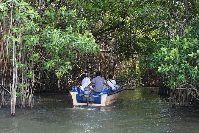 Bentota River Safari By BTM (Mangrove & Wildlife Encounter) - On the Water Experience: What the 2 Hours Feels Like