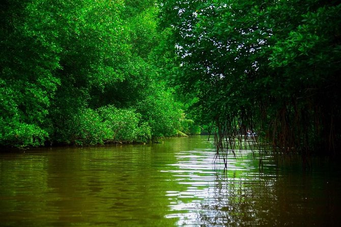 Bentota River Safari By BTM (Mangrove & Wildlife Encounter) - Practical Tips for a Better Bentota River Safari