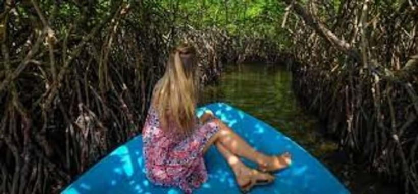 Bentota: River Safari with Hotel Pickup and Drop-Off - A Mangrove Boat Ride Near Bentota Bridge