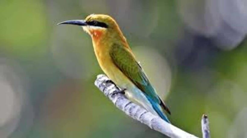 Bentota: River Safari with Hotel Pickup and Drop-Off - What You Really See: Reptiles, Birds, and River Sounds