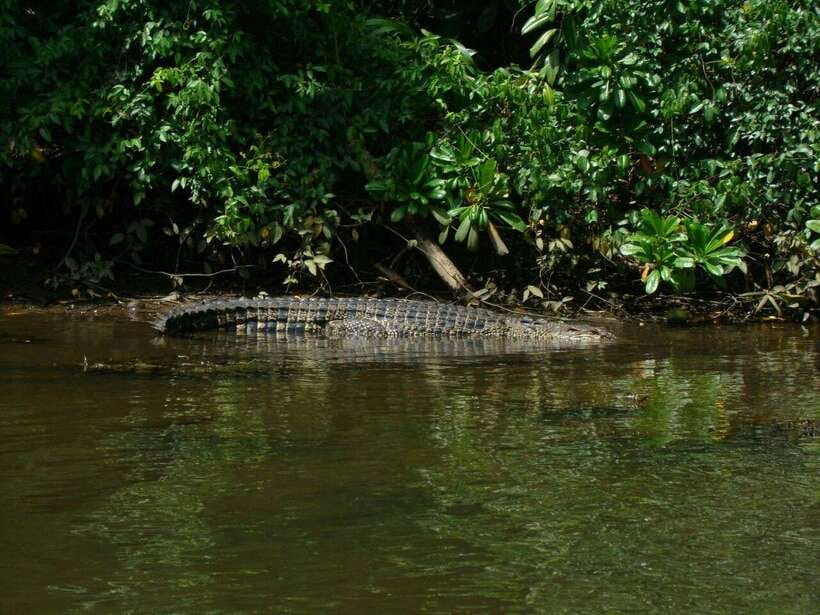 Bentota River Safari with Mangrove and Wildlife Encounter - Should you book Bentota River Safari with Mangrove and Wildlife Encounter?