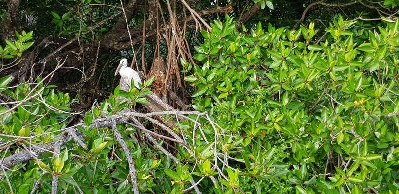 Bentota River Safari with Mangrove and Wildlife Encounter - Price and value: what you’re really paying for
