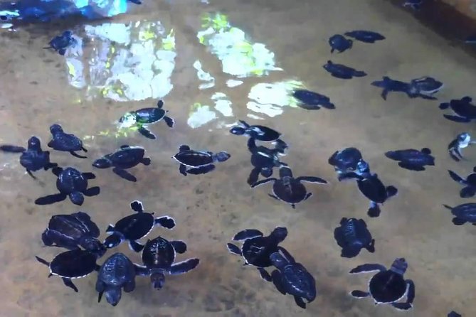 Bentota Village Tour with River Safari & Tea Plantation/Factory - All Inclusive - FAQ