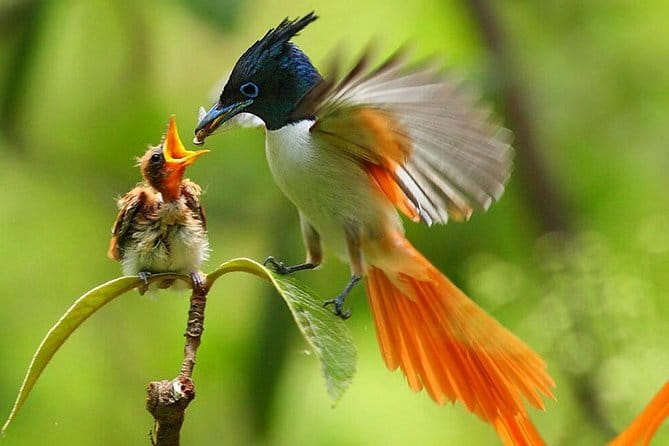 Bird Watching Tour Sri Lanka - 10 Days - Quick Birding Wins on This 10-Day Route