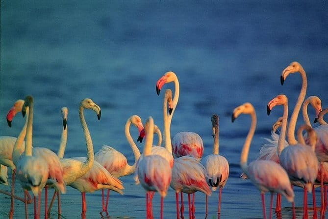 Bird Watching Tour Sri Lanka - 10 Days - Price and What the $746.67 Covers (and What It Does Not)