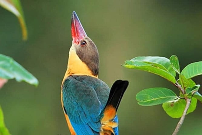 Bird Watching Tour Sri Lanka - 10 Days - Anawilundawa Wetland Sanctuary: More Than a Bird Spotting Break