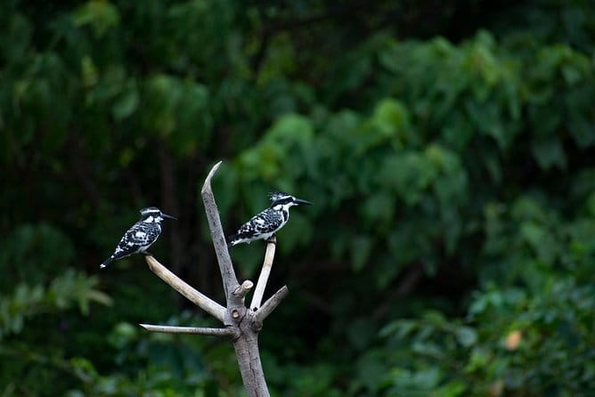 Bird Watching Tour Sri Lanka - 10 Days - Sigiriya and Udawatta Kele: Forest Edge Birding Near a Famous Site