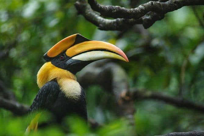Bird Watching Tour Sri Lanka - 10 Days - Kithulgala and Sinharaja Rain Forest: Endemics and Big Canopy Listening