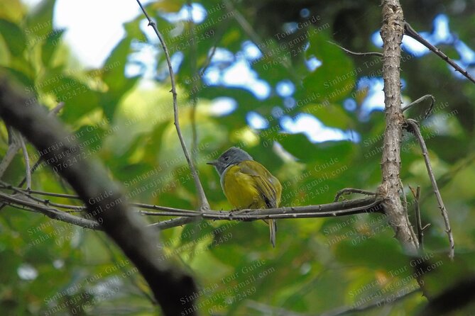 Bird Watching Tours in Sinharaja Rain Forest - Sinharaja birding starts at 5:30 am, and it feels like a full day