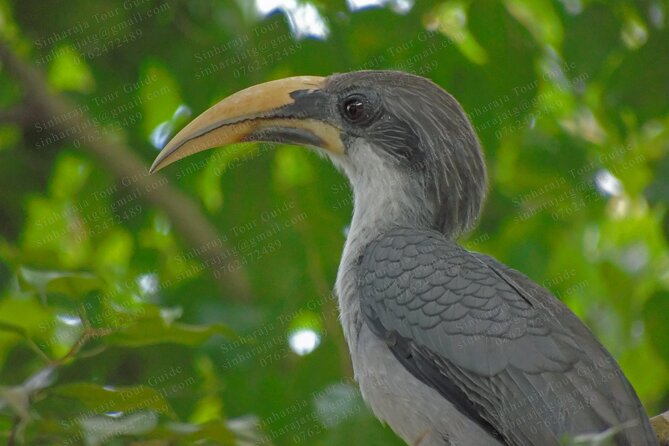 Bird Watching Tours in Sinharaja Rain Forest - What you’re really there for: endemic, native, and migrant birds