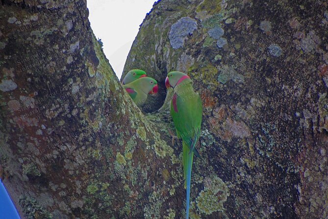 Bird Watching Tours in Sinharaja Rain Forest - Value check: $140 includes guide effort, entry, and the stuff that adds up