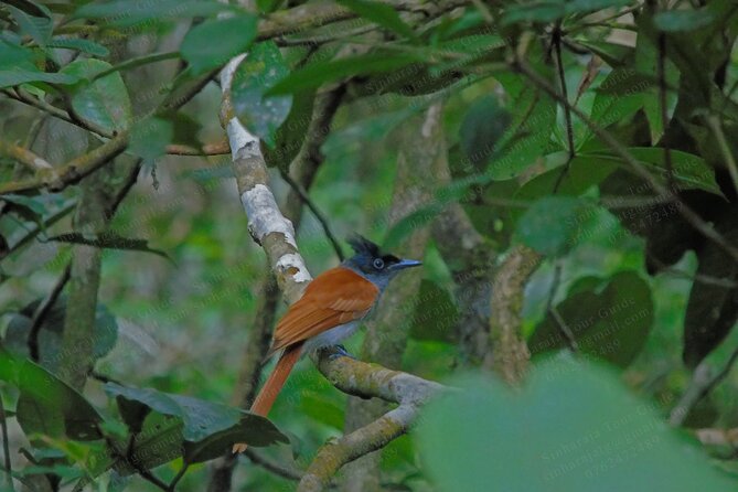 Bird Watching Tours in Sinharaja Rain Forest - Timing and pace: plan for pauses, not just walking