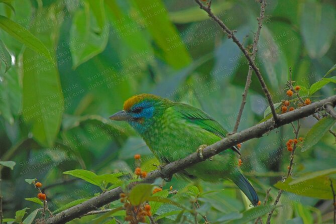 Bird Watching Tours in Sinharaja Rain Forest - Weather can make or break the birding day