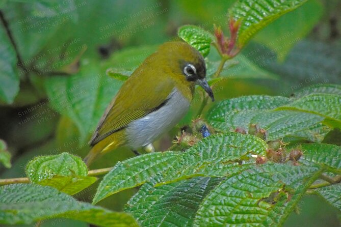 Bird Watching Tours in Sinharaja Rain Forest - Private tour energy: your group’s questions drive the day