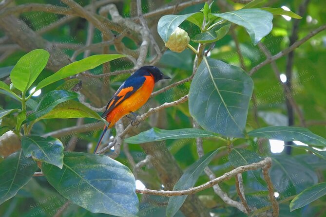 Bird Watching Tours in Sinharaja Rain Forest - What to bring, based on what this tour actually provides