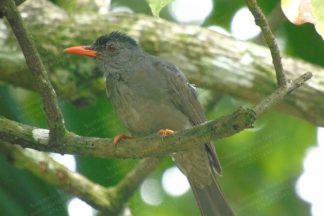Bird Watching Tours in Sinharaja Rain Forest - Included breakfast and bottled water make the morning easier