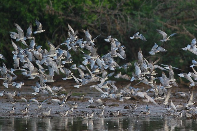 Bundala Birding Paradise - All Inclusive Tour - Key Things You’ll Notice on This Bundala Birding Paradise Tour
