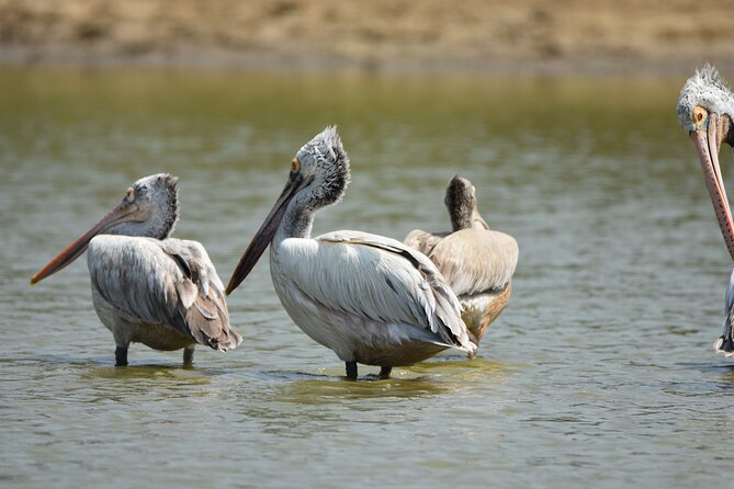 Bundala Birding Paradise - All Inclusive Tour - Dawn vs Afternoon: Choosing the Right Timing for Birds