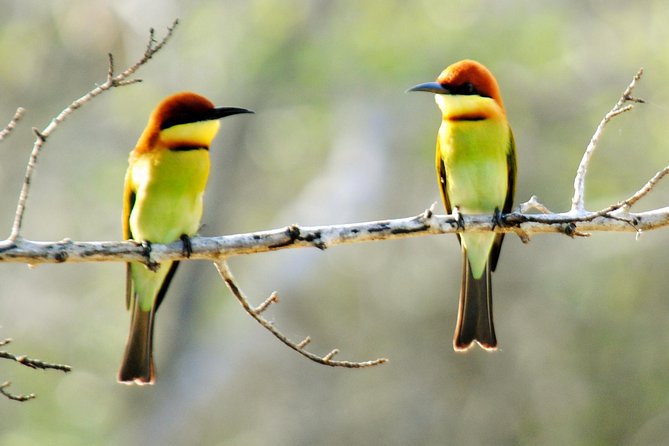 Bundala Birding Paradise - All Inclusive Tour - Stop 1: Kamal Safari Bundala Park and Your First Birding Push