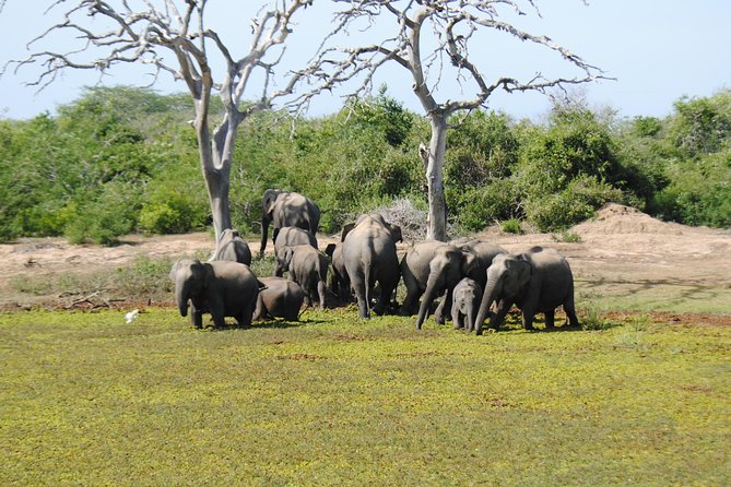 Bundala Birding Paradise - All Inclusive Tour - Stop 2: Continuing the Safari Drive Under Yala Wild Safaris