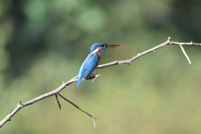 Bundala Birding Paradise - All Inclusive Tour - What You Can Realistically Expect to See Here
