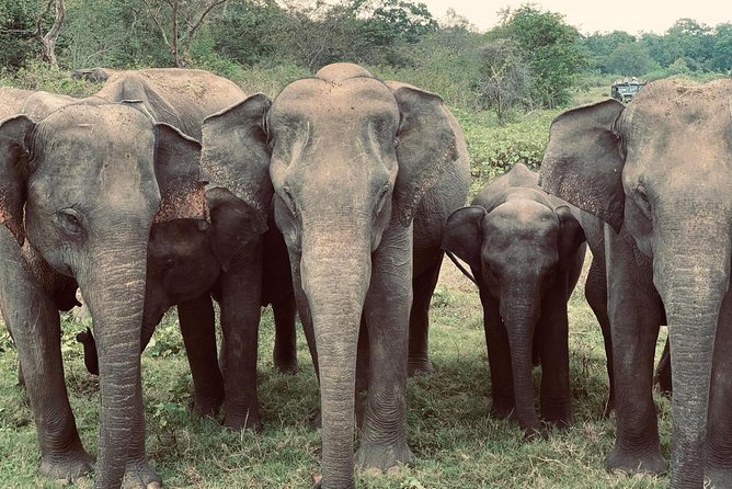 Bundala Birds Safari by Jeeps - Key highlights to plan around